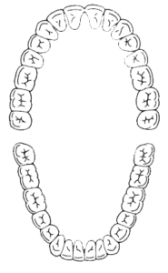 DEN_identifying_the_teeth_es